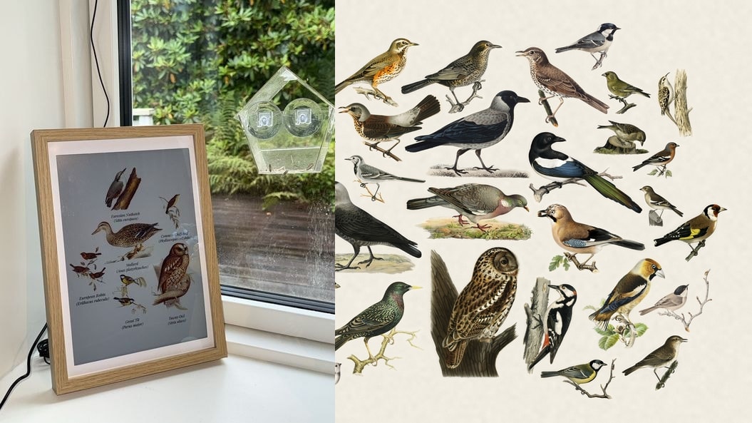 Fugleramme e-ink bird frame beside a window and a collage of detected bird illustrations